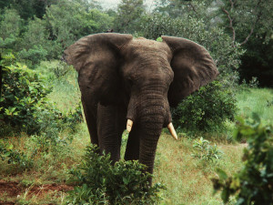 Elephant_Yankari1